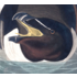 The Picturalist | Fine Art Prints on Paper Razor Billed Auk by John James Audubon