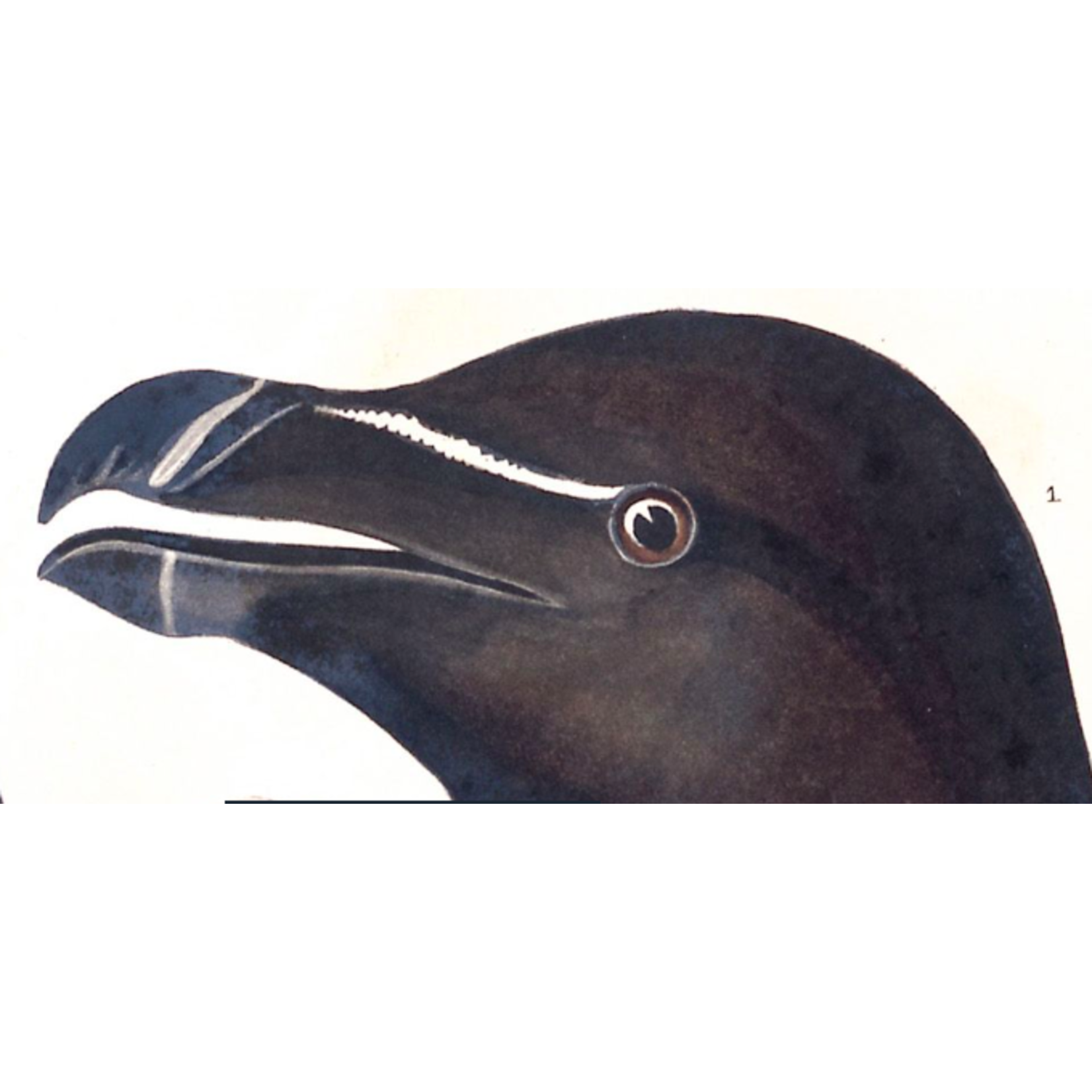 The Picturalist | Fine Art Prints on Paper Razor Billed Auk by John James Audubon