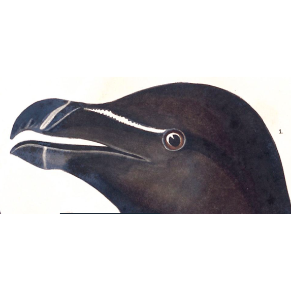 Fine Art Print on Rag Paper Razor Billed Auk by John James Audubon