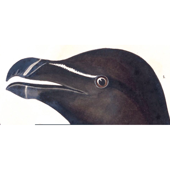 The Picturalist | Fine Art Prints on Paper Razor Billed Auk by John James Audubon