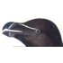 The Picturalist | Fine Art Prints on Paper Razor Billed Auk by John James Audubon