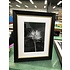 Framed Print on Rag Paper: Fleur de Coton