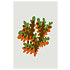 Facemount Metal Prints Coral in Green and Orange