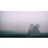 Facemount Acrylic: Misty Plains by N. Durbau