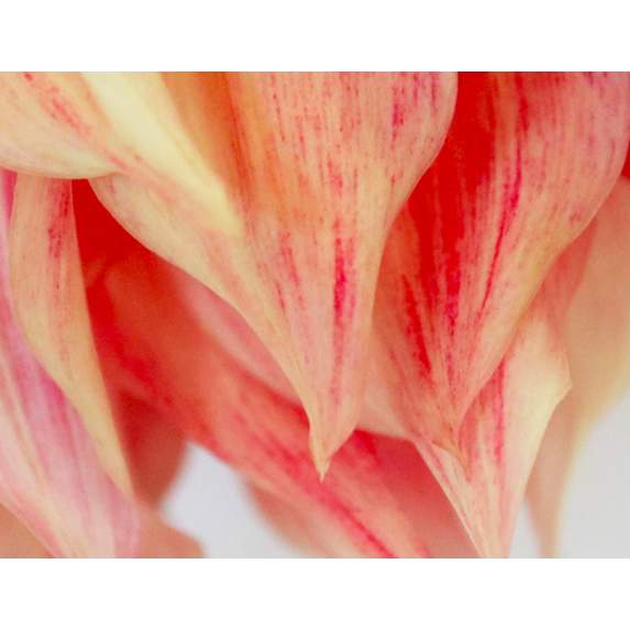 The Picturalist | Fine Art Prints on Paper Chosen by Karen Thom