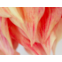 The Picturalist | Fine Art Prints on Paper Chosen by Karen Thom