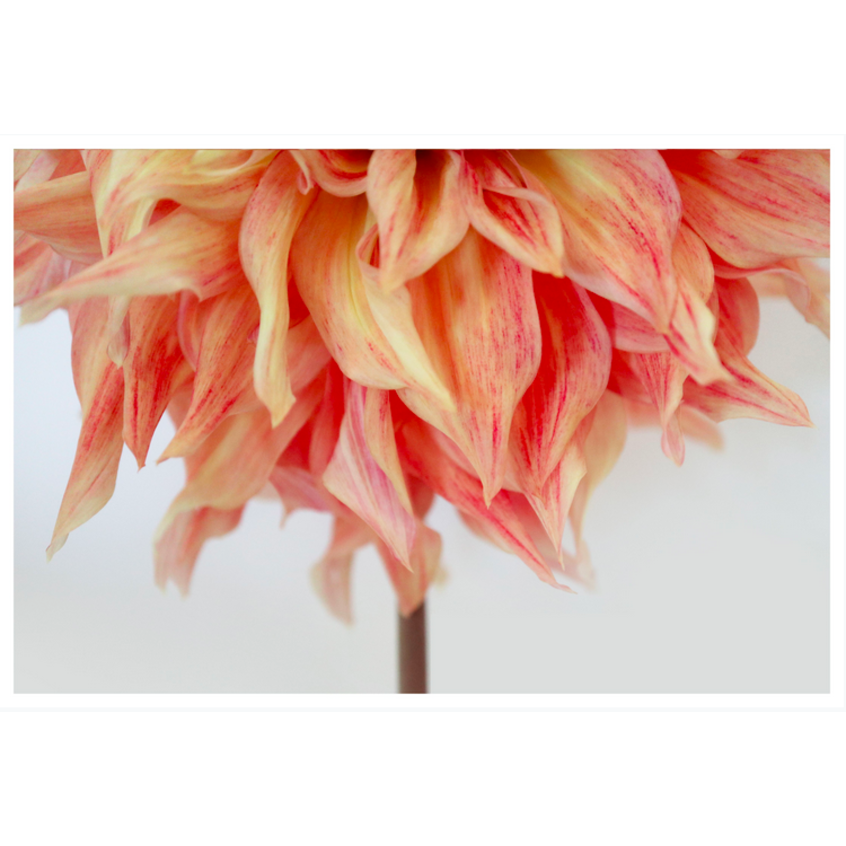 The Picturalist | Fine Art Prints on Paper Chosen by Karen Thom