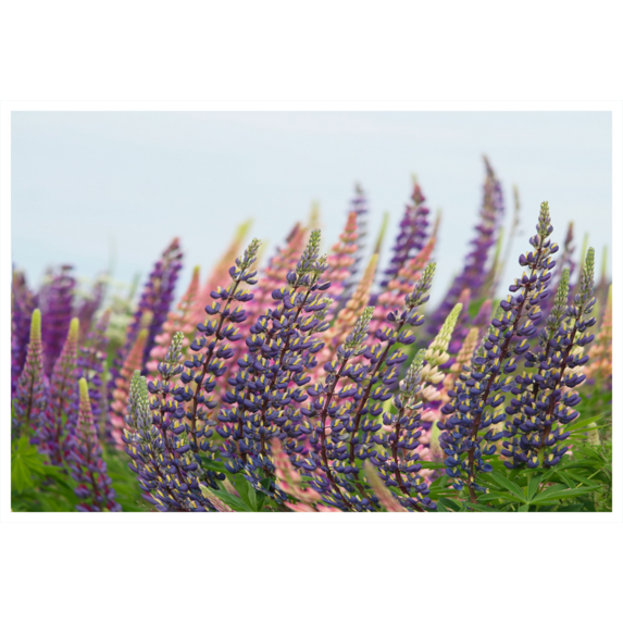 The Picturalist | Fine Art Prints on Paper Roadtrip by Karen Thom