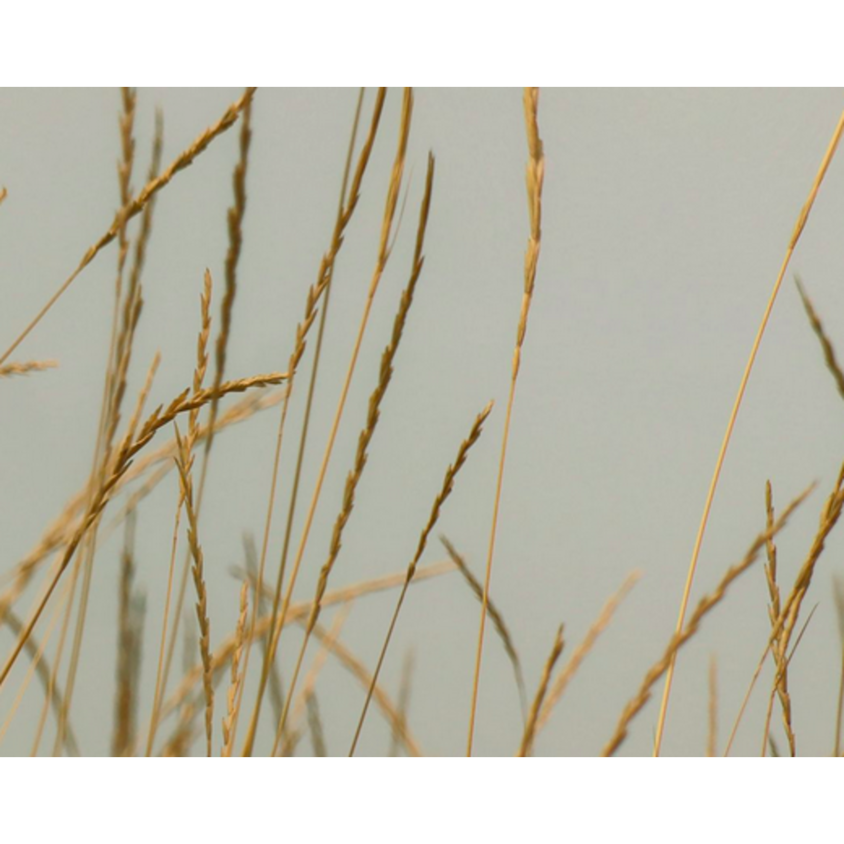 The Picturalist | Fine Art Prints on Paper You Are My Good Days by Karen Thom