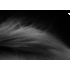 The Picturalist | Fine Art Prints on Paper Longing For You by Karen Thom