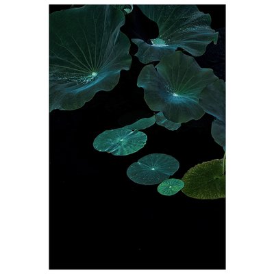 Framed Print on Rag Paper: Flying Lotus by Ana Bonet