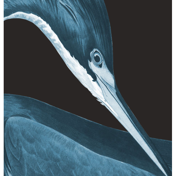 Fine Art Print on Rag Paper Louisiana Heron (Black Background) by John James Audubon