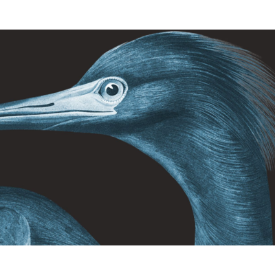 Framed Print on Rag Paper: Blue Crane (Black Background) by John James Audubon