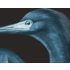 Fine Art Print on Rag Paper Blue Crane (Black Background) by John James Audubon