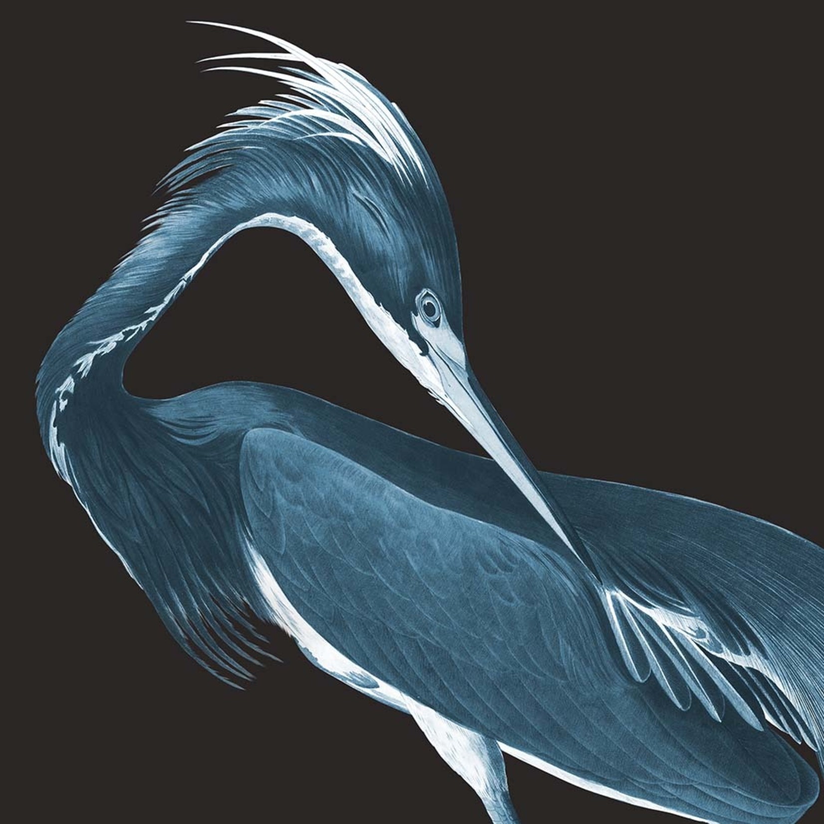 The Picturalist | Fine Art Prints on Paper Louisiana Heron (Black Background) by John James Audubon