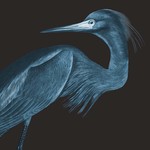 Fine Art Print on Rag Paper Blue Crane (Detail)