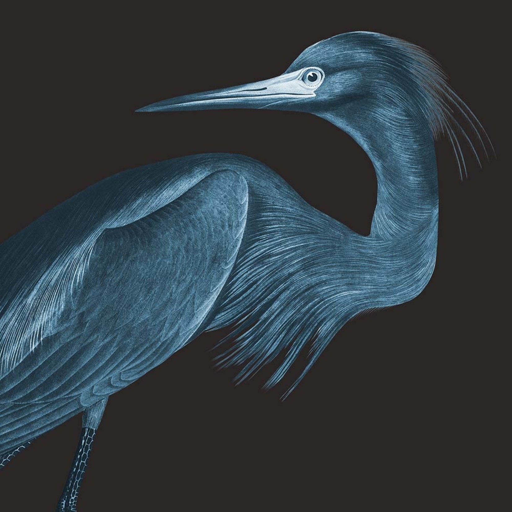 Fine Art Print on Rag Paper Blue Crane (Black Background) by John James Audubon