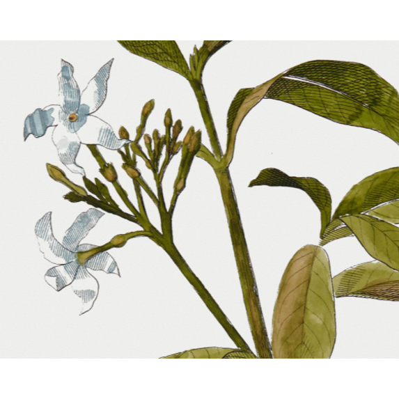 The Picturalist | Fine Art Prints on Paper Tabernae Montana Botanical Print
