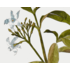 The Picturalist | Fine Art Prints on Paper Tabernae Montana Botanical Print