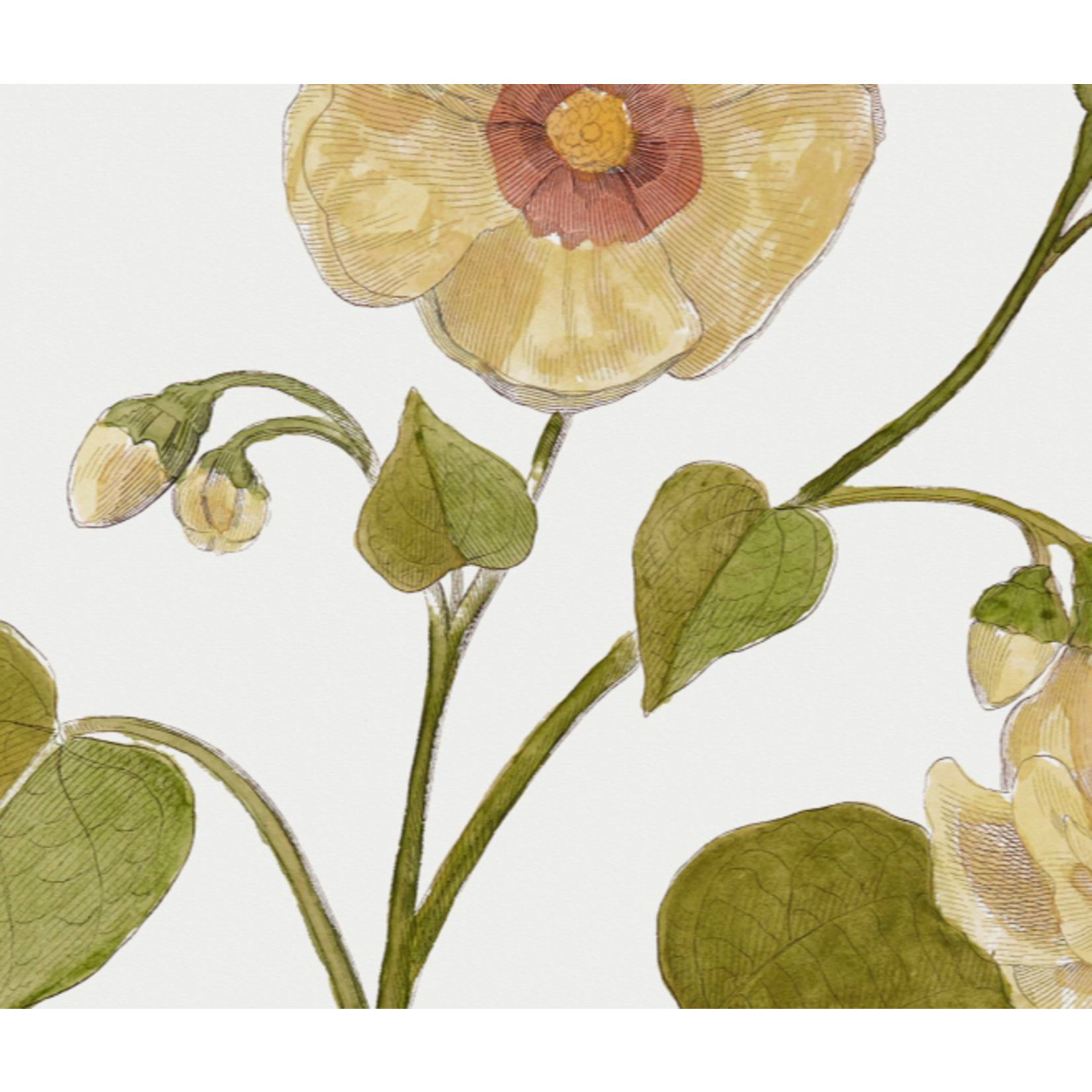 Fine Art Print on Rag Paper Thespesia Botanical Print