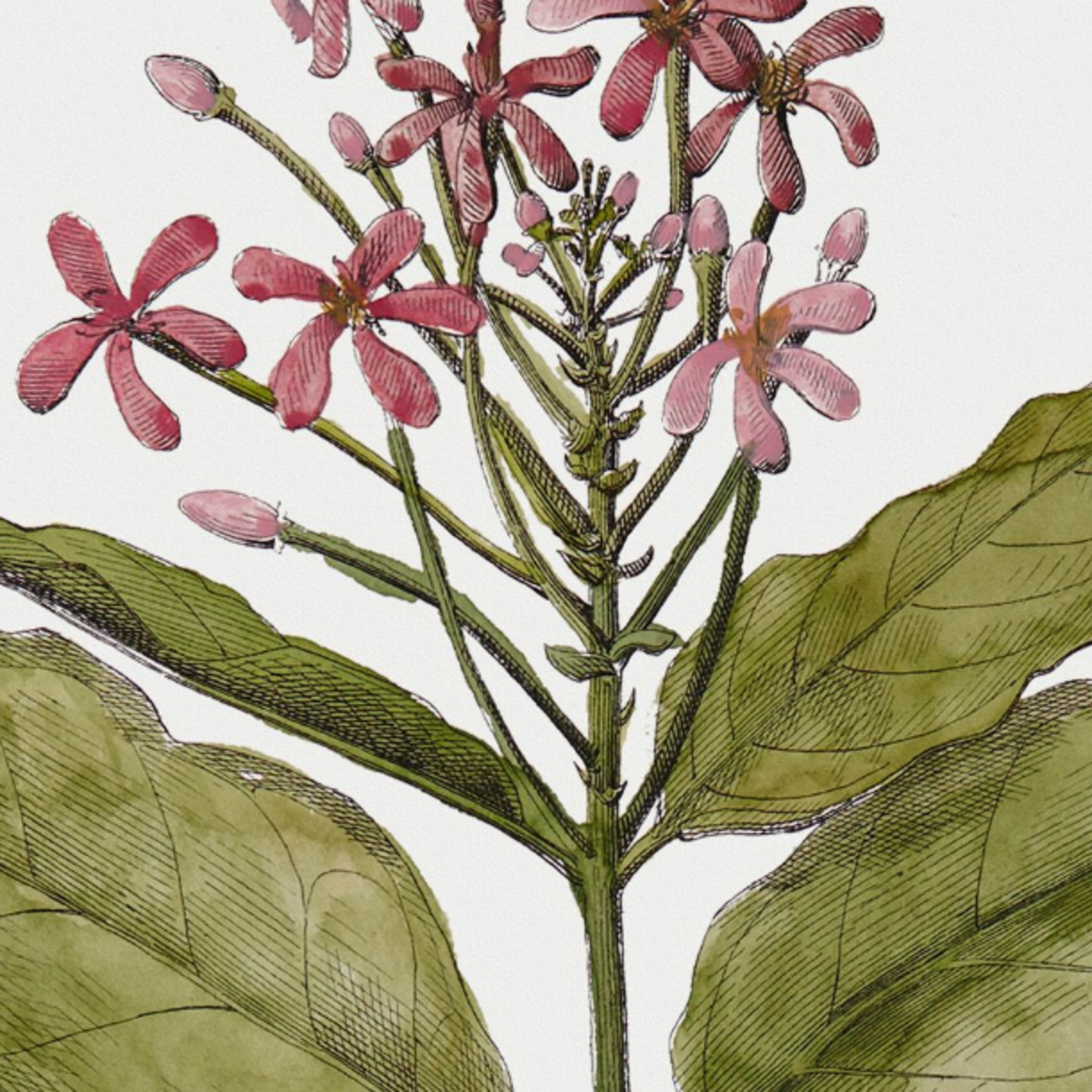 Framed Print on Rag Paper: Quiscalis Spinosa Botanical Print