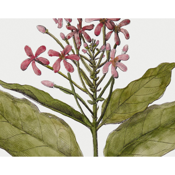 The Picturalist | Fine Art Prints on Paper Quiscalis Spinosa Botanical Print