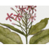 Framed Print on Rag Paper: Quiscalis Spinosa Botanical Print