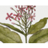 The Picturalist | Fine Art Prints on Paper Quiscalis Spinosa Botanical Print