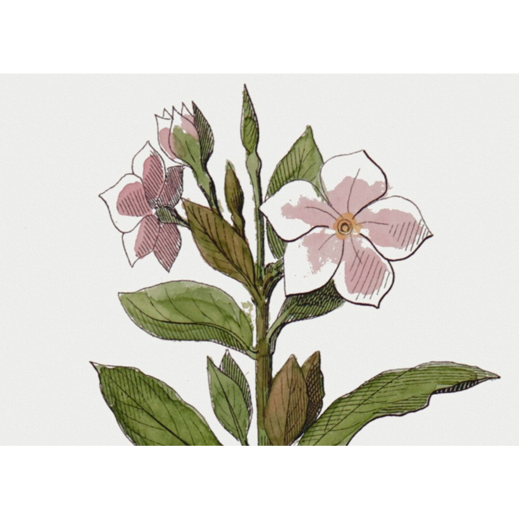 The Picturalist | Fine Art Prints on Paper Vinca Rosea Botanical Print