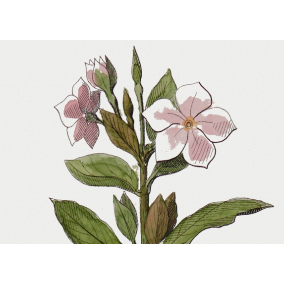 The Picturalist | Fine Art Print on Rag Paper Vinca Rosea Botanical Print