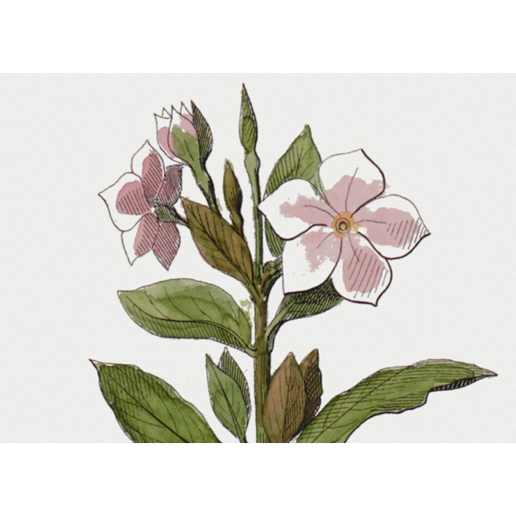 The Picturalist | Fine Art Prints on Paper Vinca Rosea Botanical Print