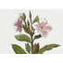 The Picturalist | Fine Art Prints on Paper Vinca Rosea Botanical Print