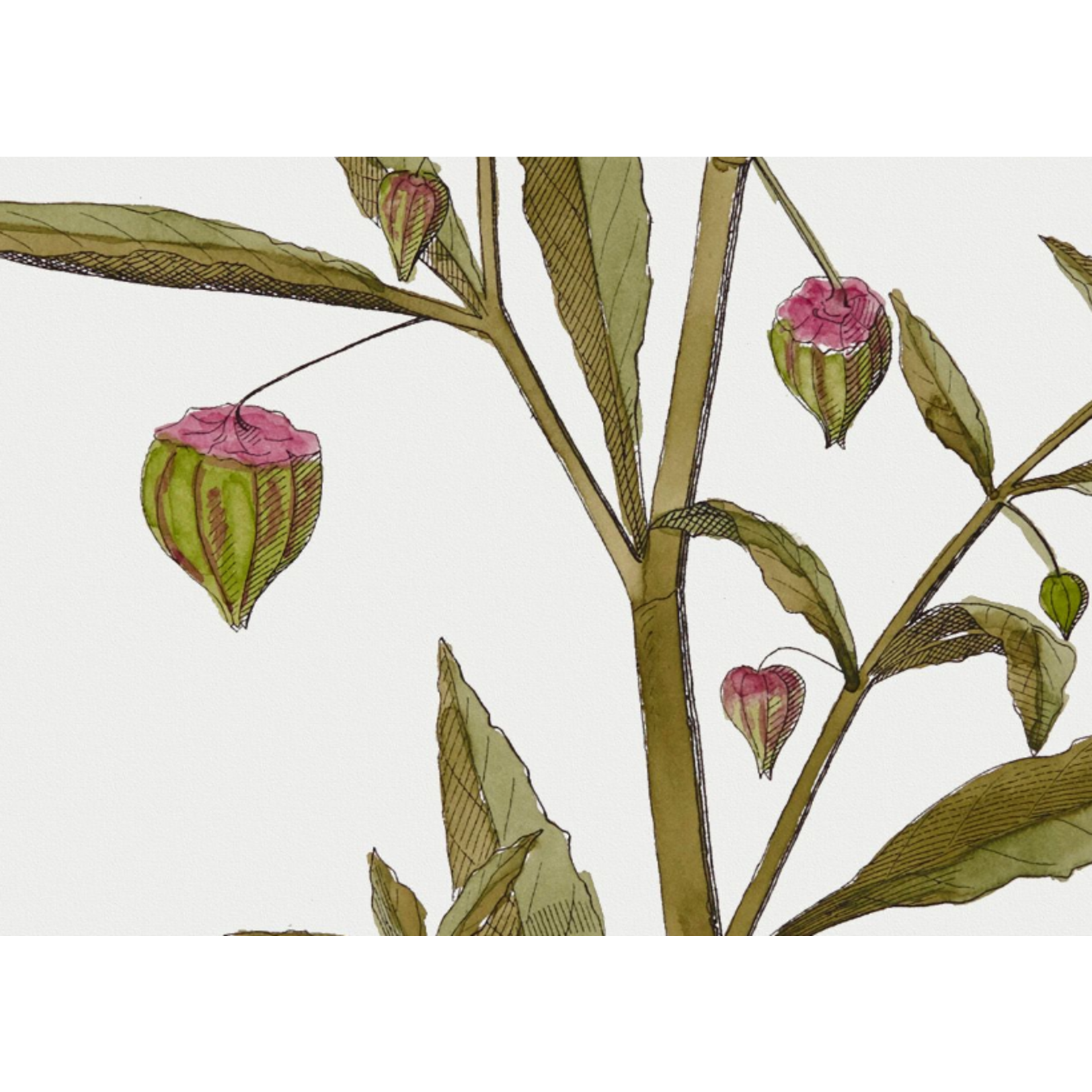 The Picturalist | Fine Art Prints on Paper Physalis Angulata Botanical Print
