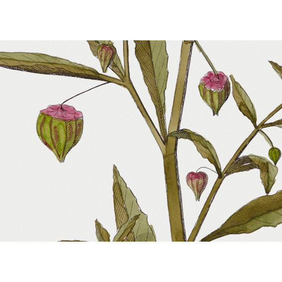Fine Art Print on Rag Paper Physalis Angulata Botanical Print