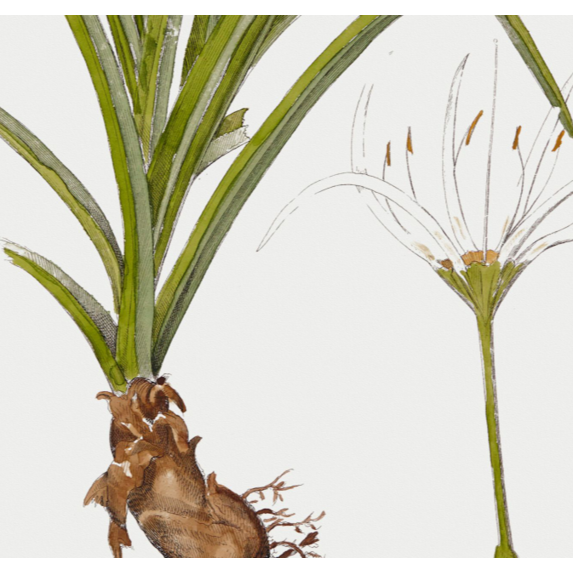 The Picturalist | Fine Art Prints on Paper Hymenocalis Botanical Print