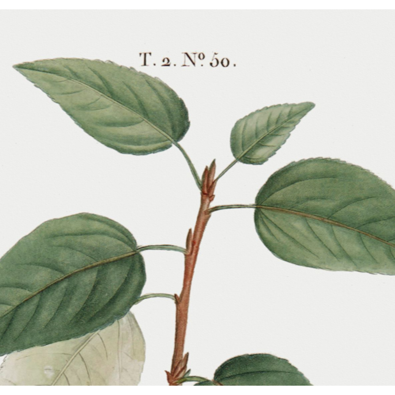The Picturalist | Fine Art Prints on Paper Balsamifera Populus Botanical Print