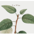 The Picturalist | Fine Art Prints on Paper Balsamifera Populus Botanical Print