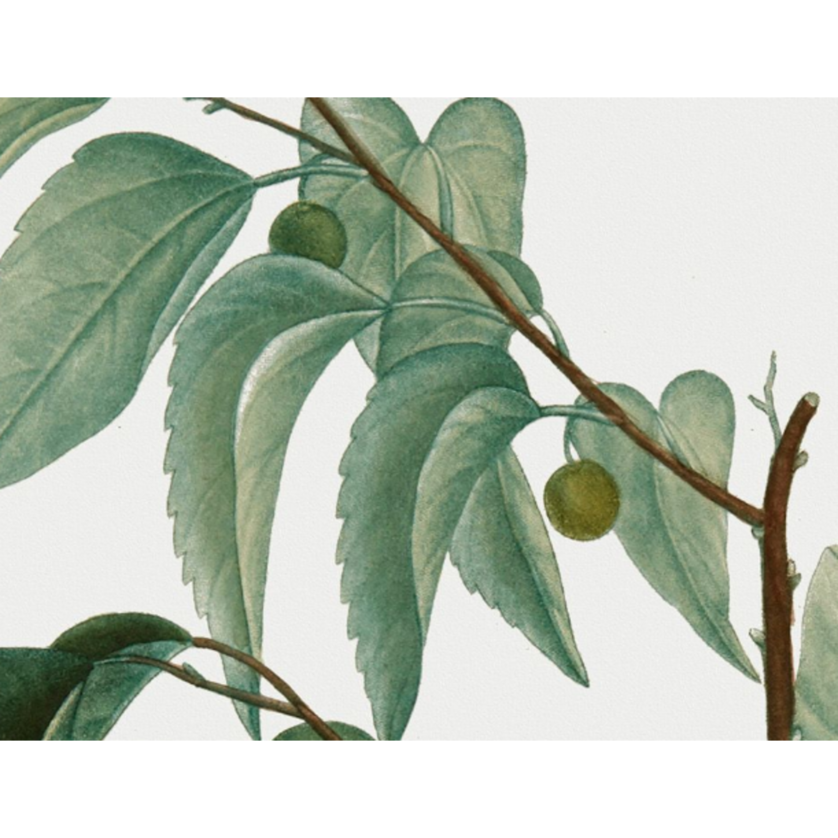 The Picturalist | Fine Art Prints on Paper Celtis Occidentalis Botanical Print