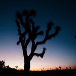 Facemount Acrylic: Joshua Tree Sunset