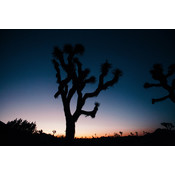 Facemount Acrylic: Joshua Tree Sunset Facemount Acrylic