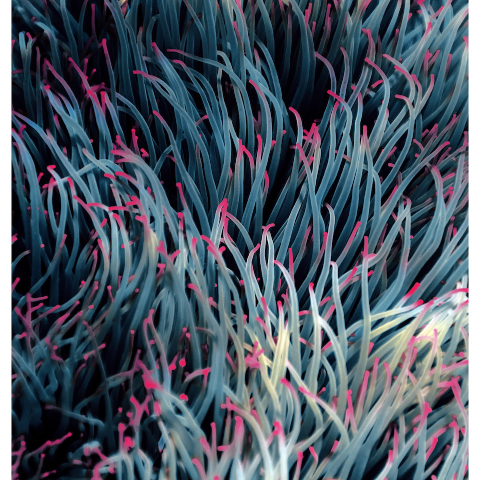 Framed Print on Rag Paper: Sea Garden by Enric Gener