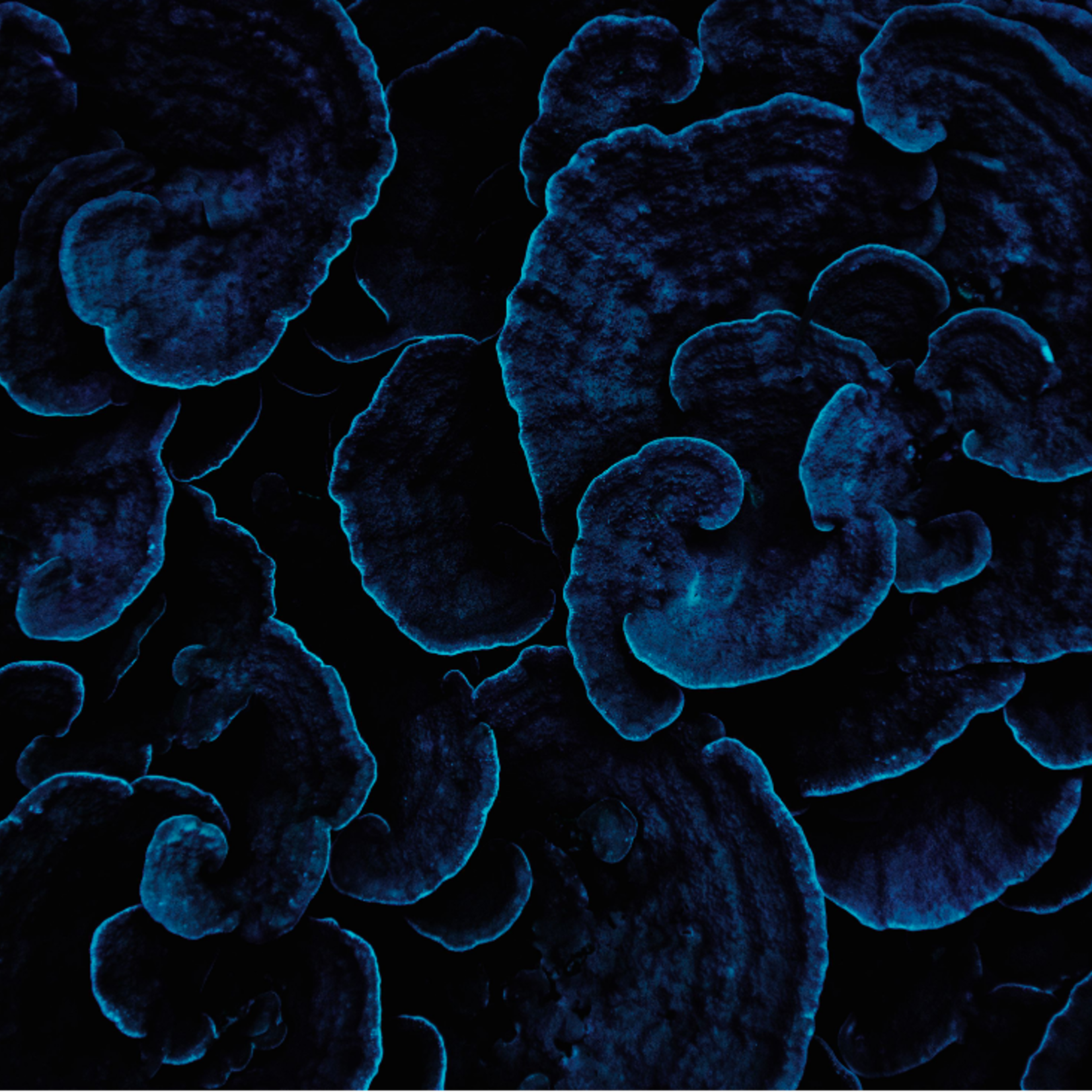 Framed Print on Rag Paper: Sea Coral II by Enric Gener