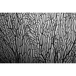 Facemount Metal Prints Underwater Coral Screen