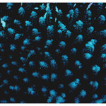 Framed Print on Rag Paper: Sea Buds