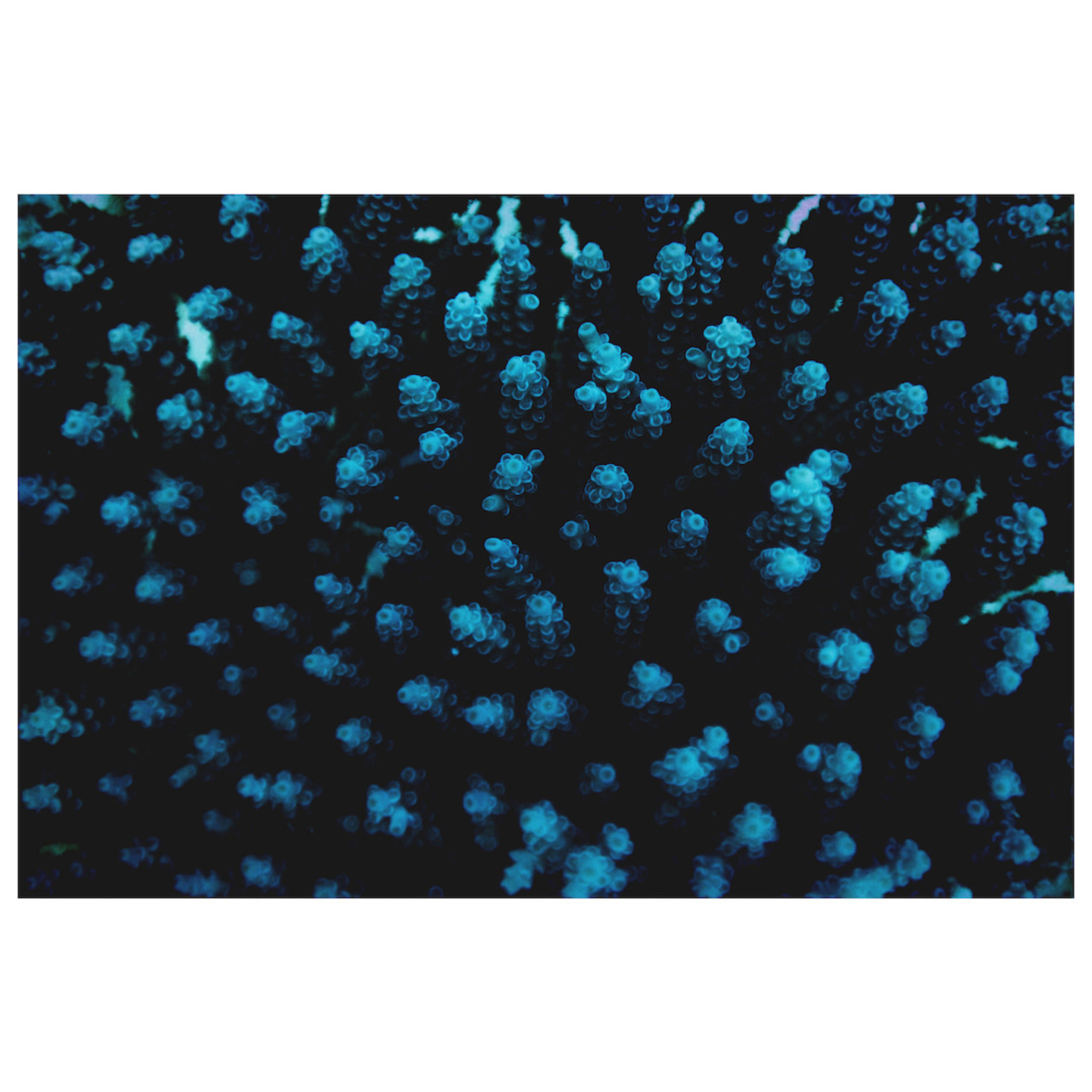 The Picturalist Fine Art Print on Rag Paper: Sea Buds by Enric Gener