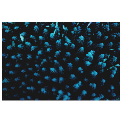 Framed Print on Rag Paper: Sea Buds by Enric Gener