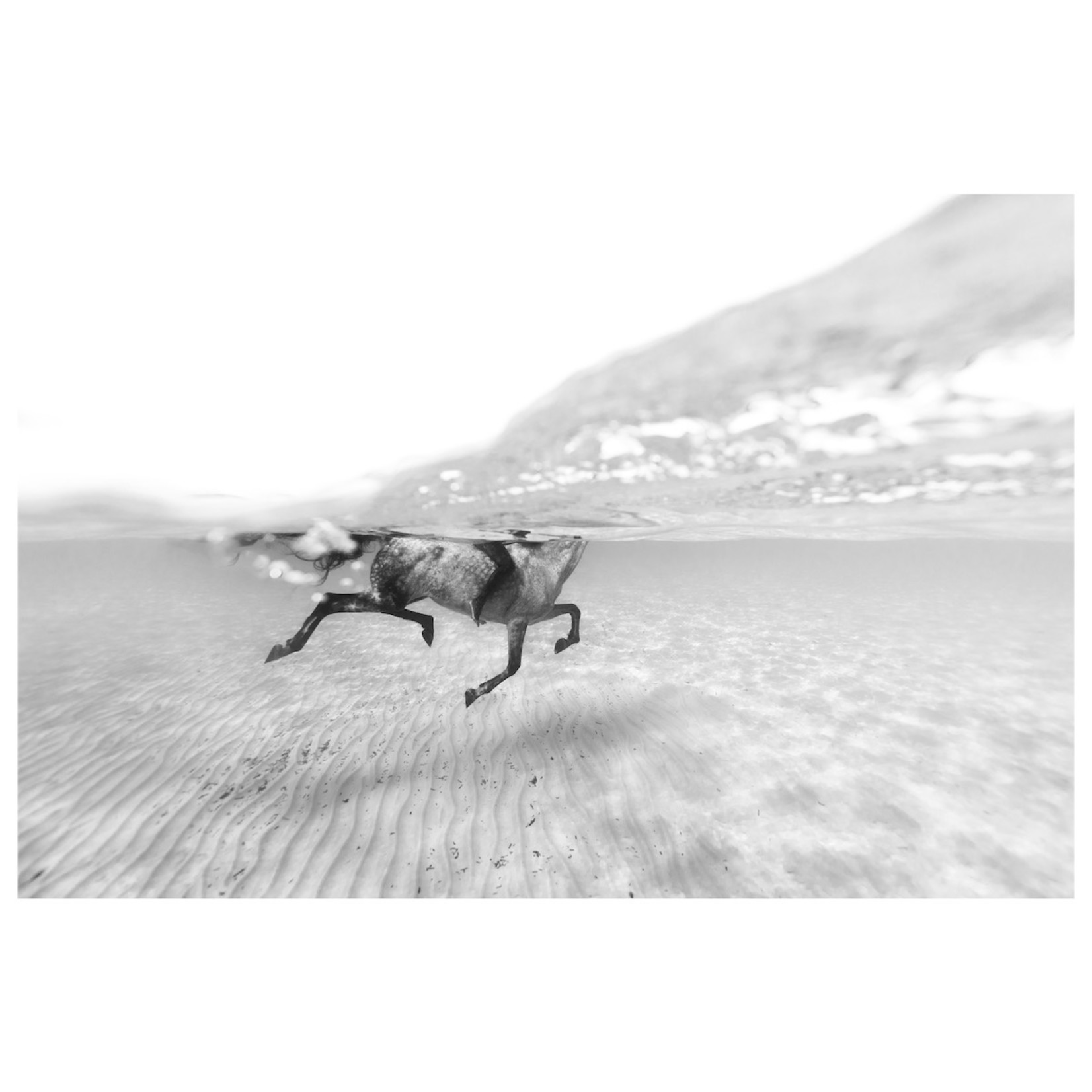 Fine Art Print on Rag Paper Swimming With A Horse on Acrylic by Enric Gener