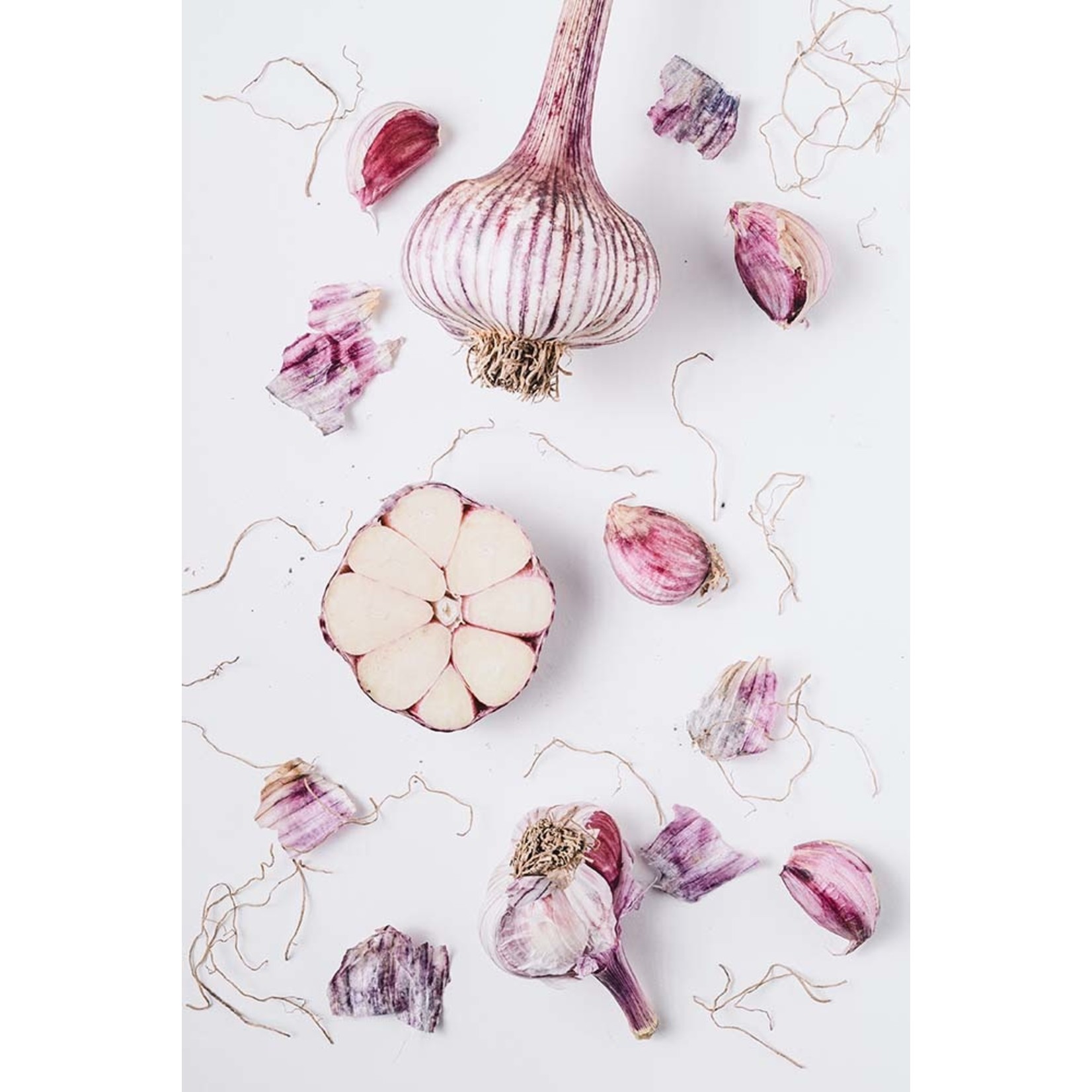 Fine Art Print on Rag Paper Garlic Deconstructed by Jed Gordon-Moran
