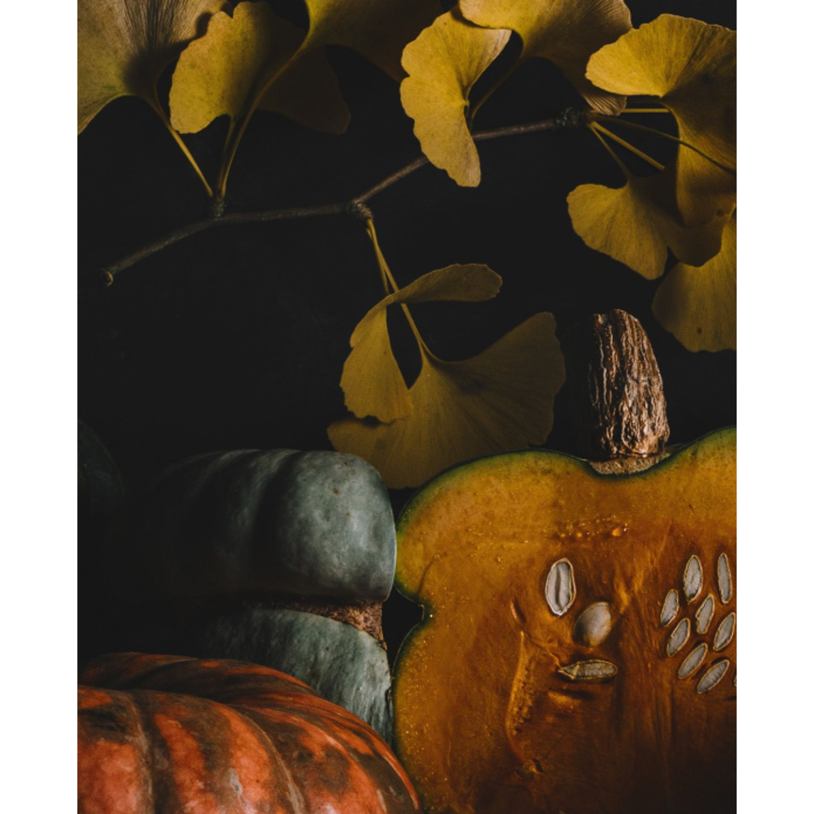 The Picturalist | Fine Art Prints on Paper Winter Squash Tableau by Jed Gordon-Moran