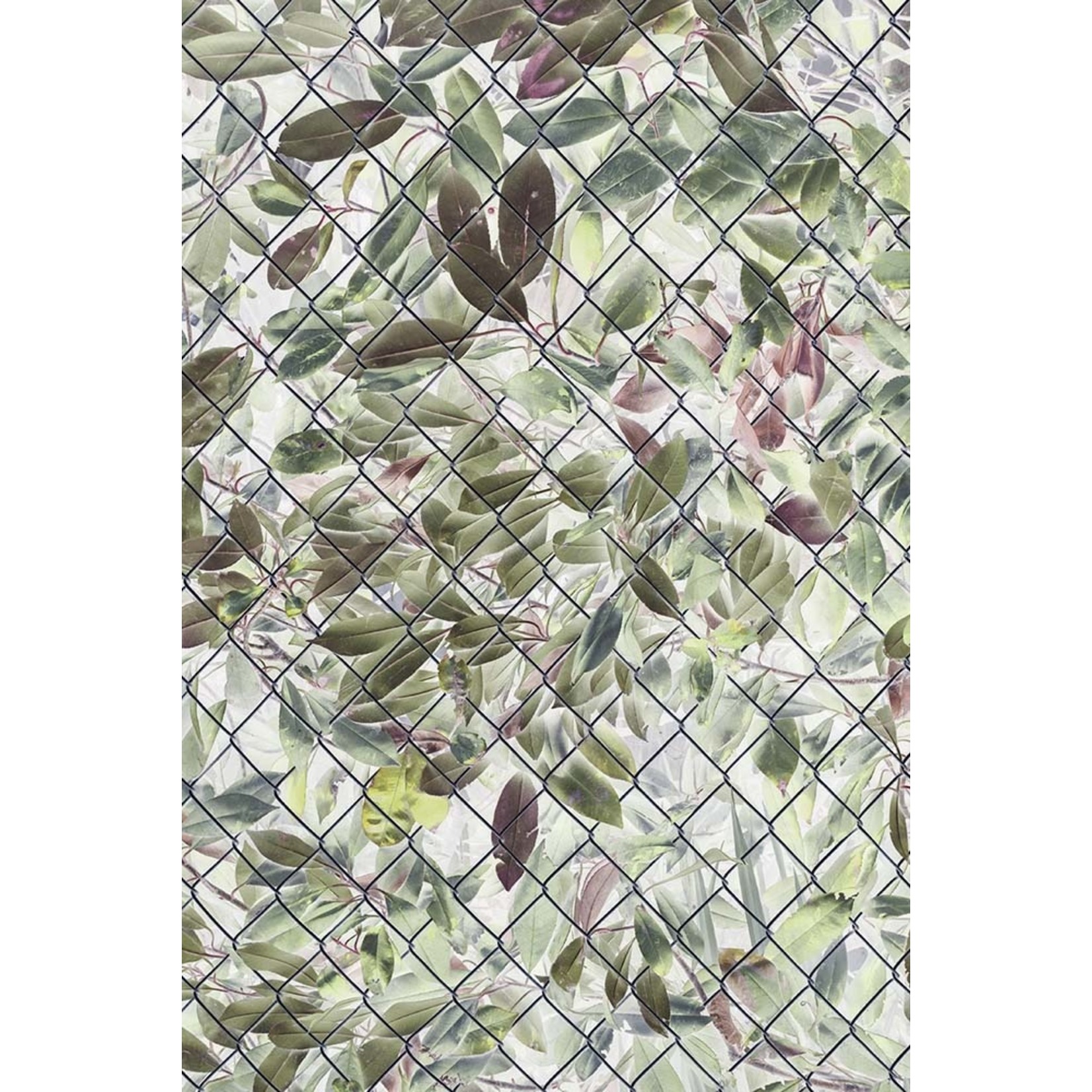 The Picturalist via Getty Images Gallery Inverted image of laurel bush and leaves behind chainlink fence by Mint Images via Getty Images Gallery